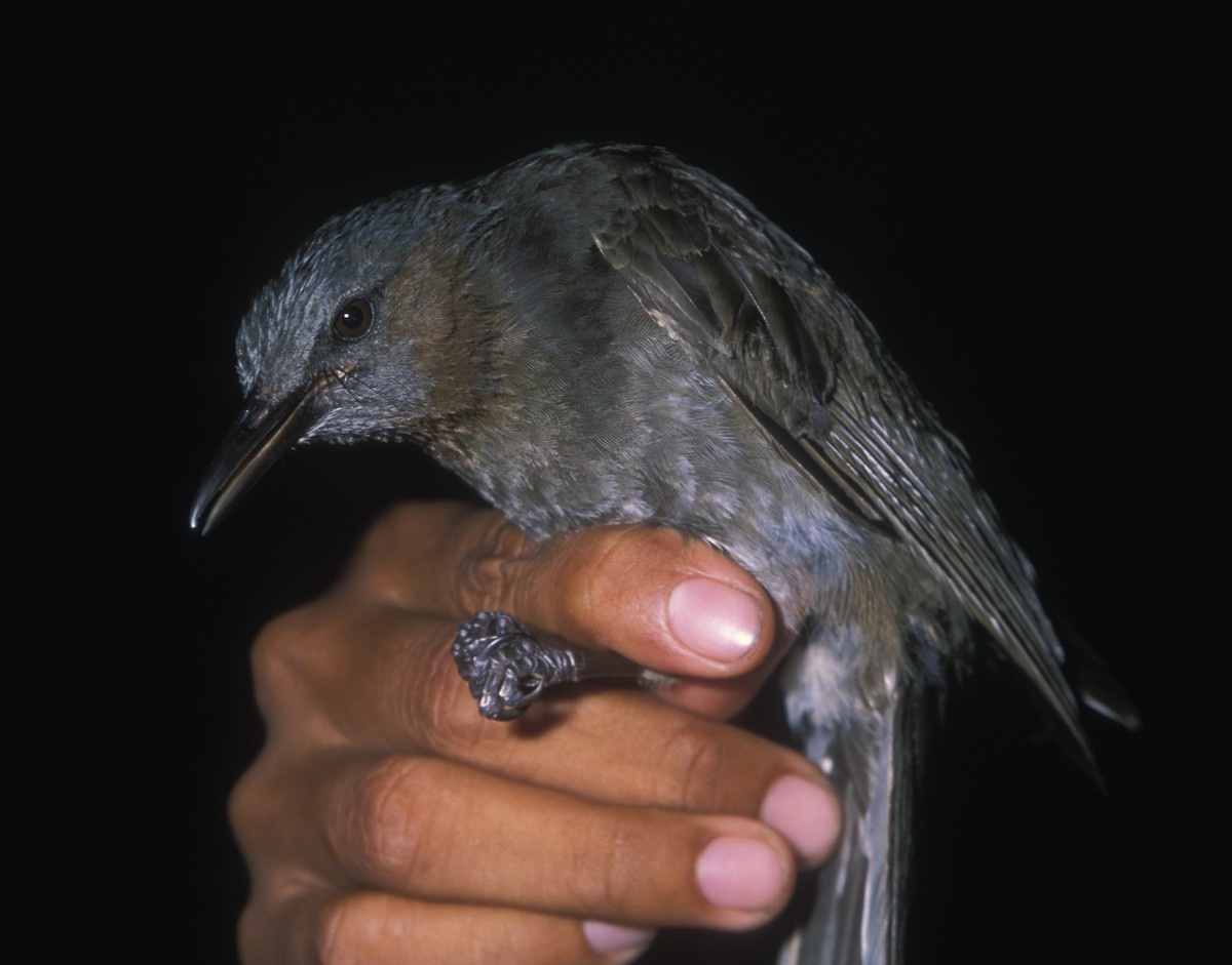 Bulbul Orejipardo - ML205120781