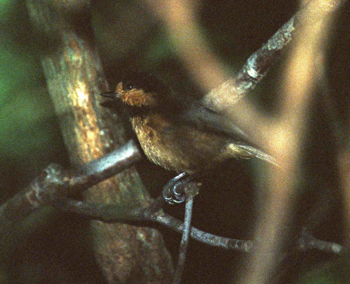 Iriomote Tit - ML205120821