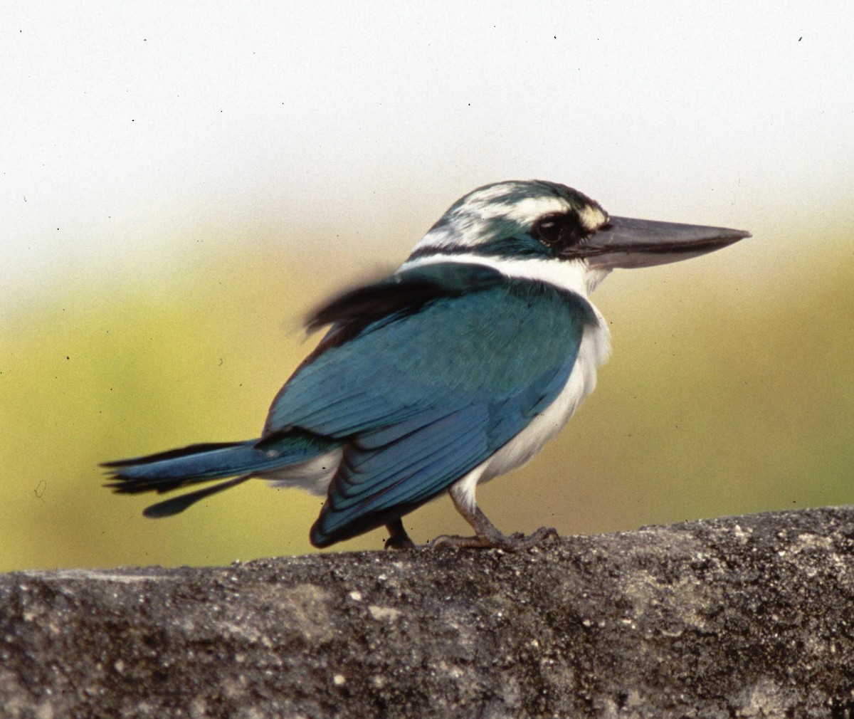 Mariana Kingfisher - Desmond Allen