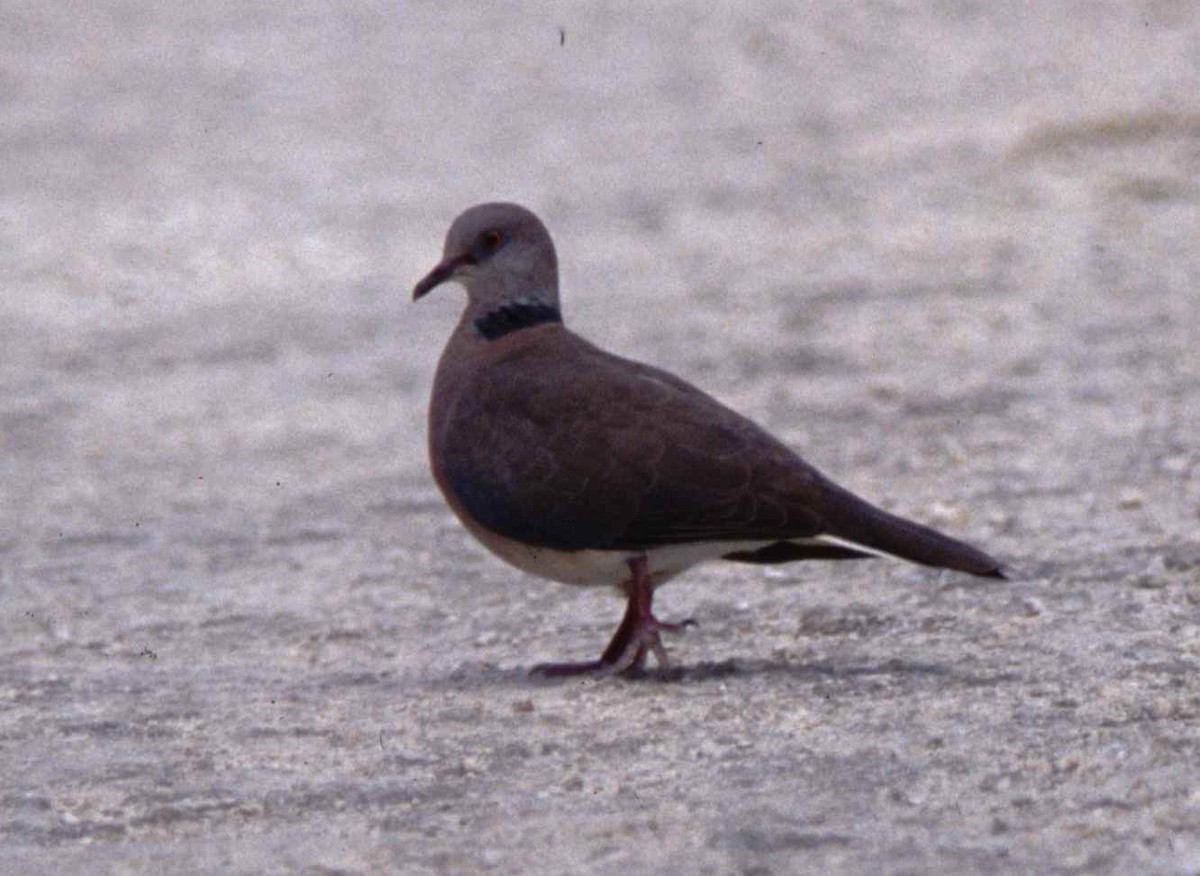 Philippine Collared-Dove - Desmond Allen