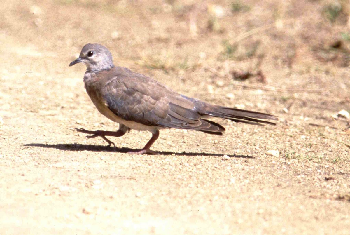 Philippine Collared-Dove - ML205120891