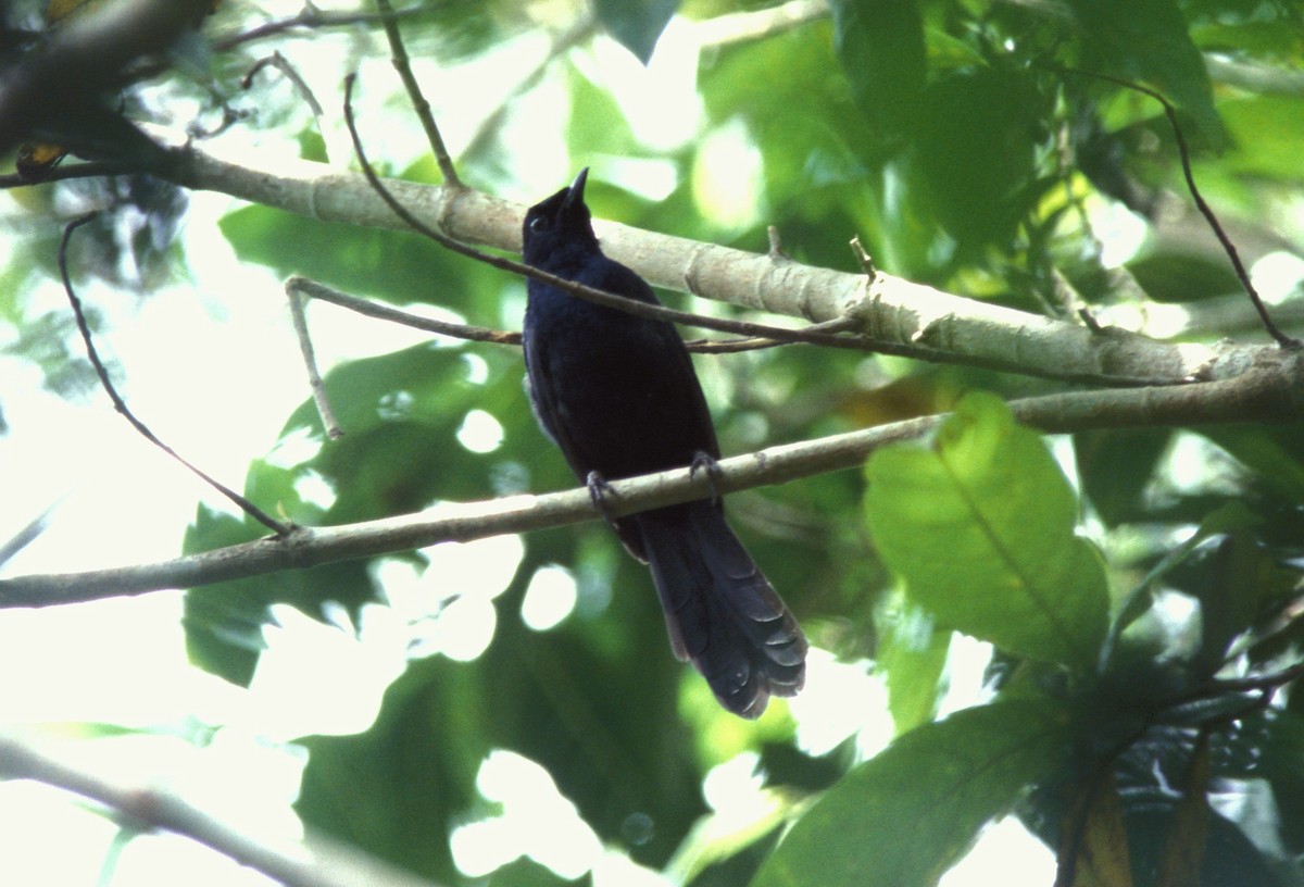 Black Shama - Desmond Allen