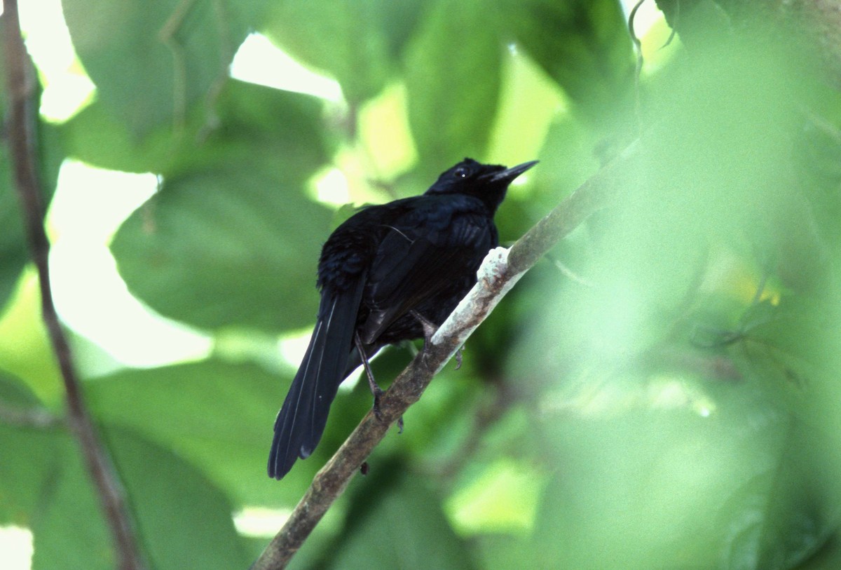 Black Shama - Desmond Allen