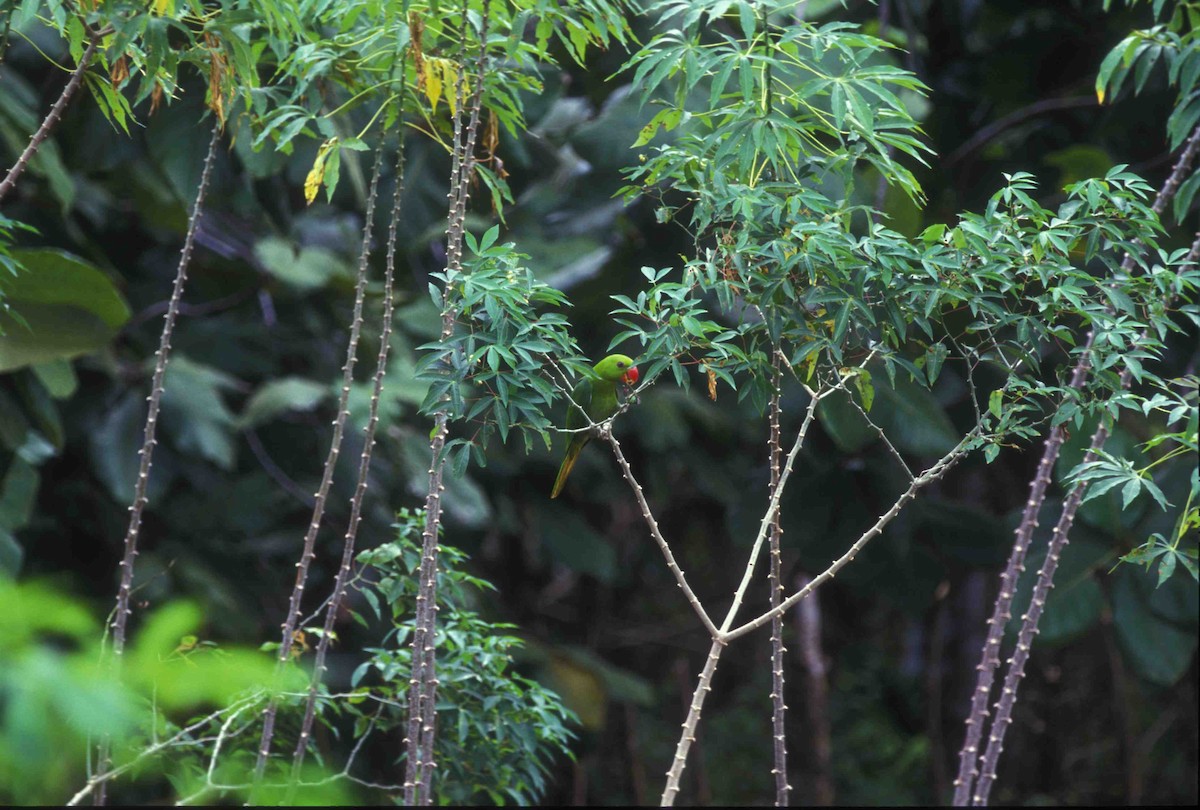 Blue-backed Parrot - ML205121021