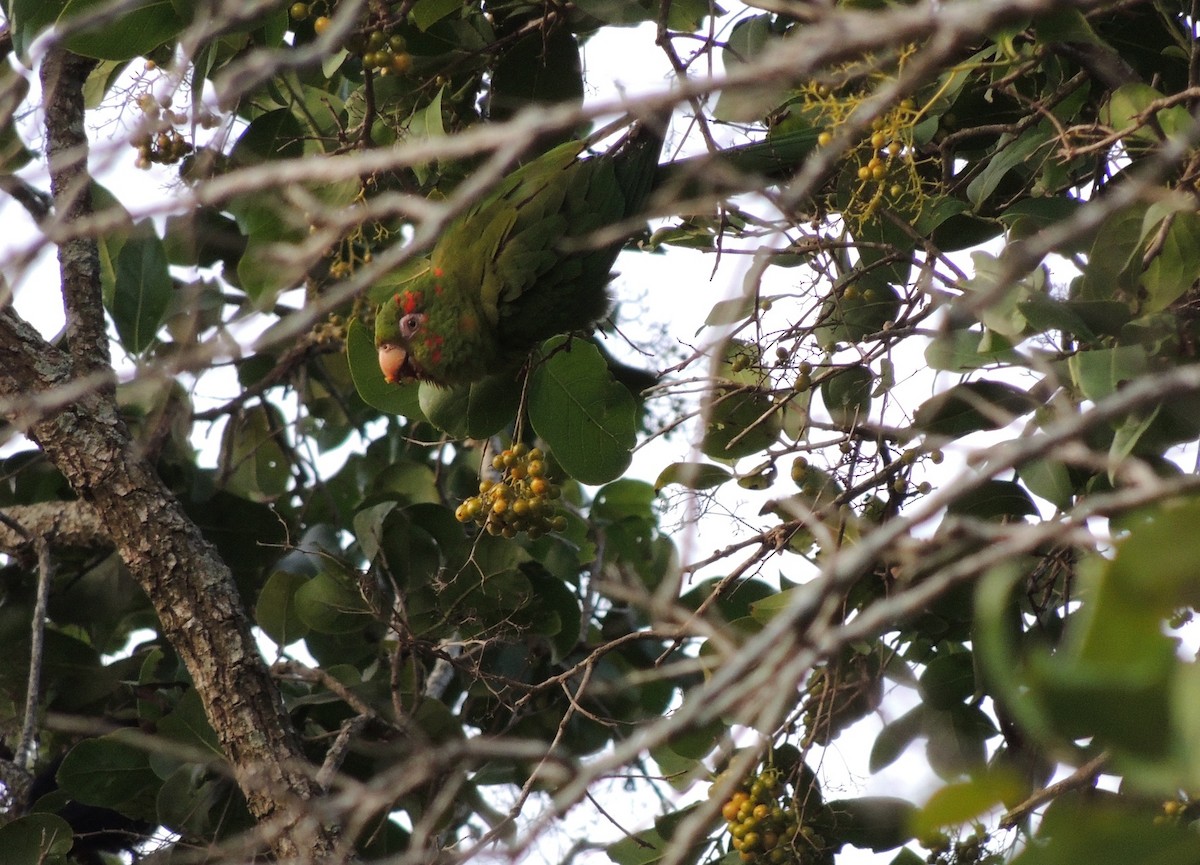 Cuban Parakeet - Desmond Allen