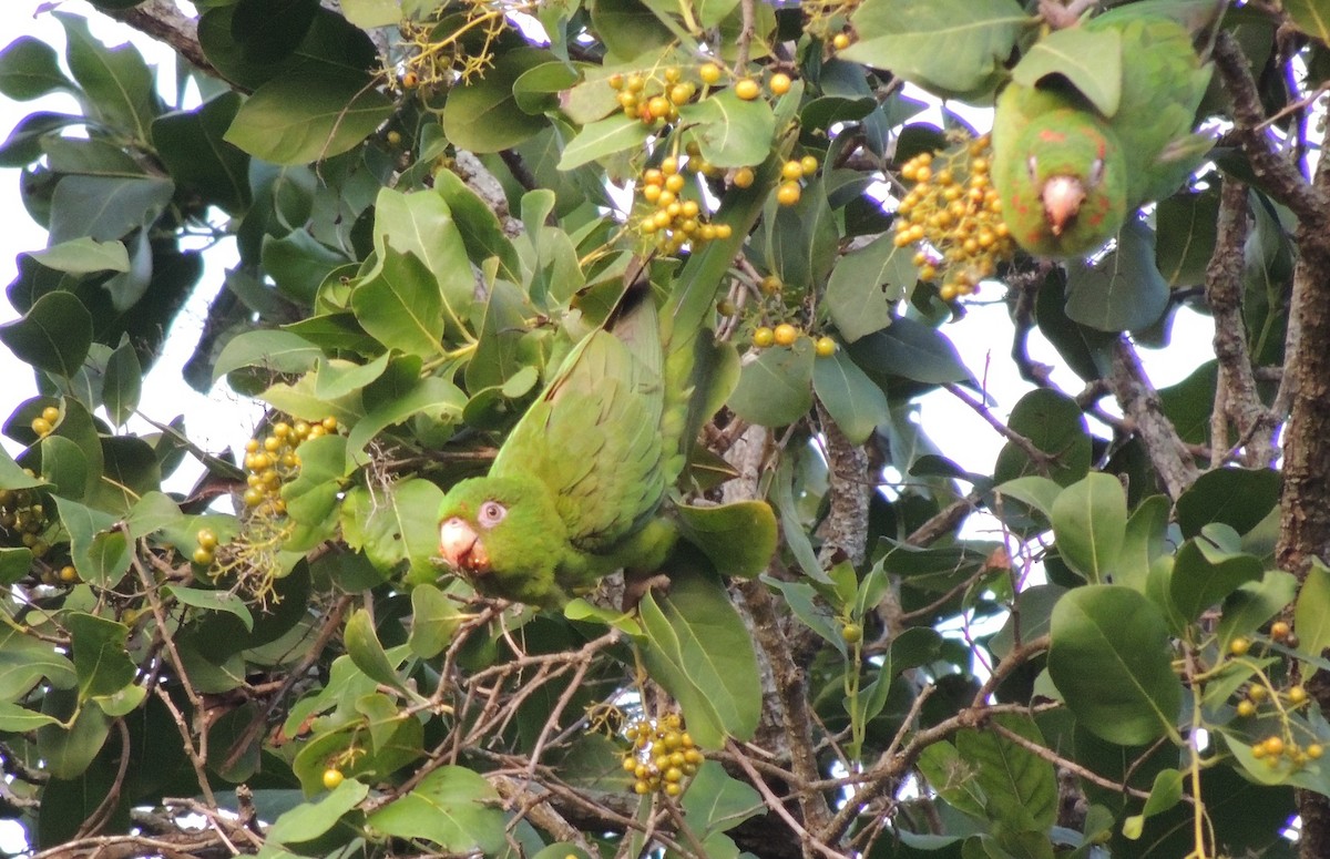 Cuban Parakeet - Desmond Allen