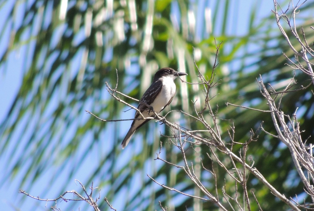 Giant Kingbird - ML205121101