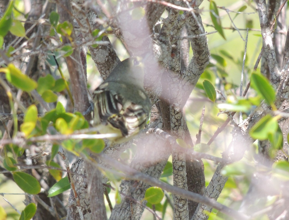 Thick-billed Vireo - ML205121121