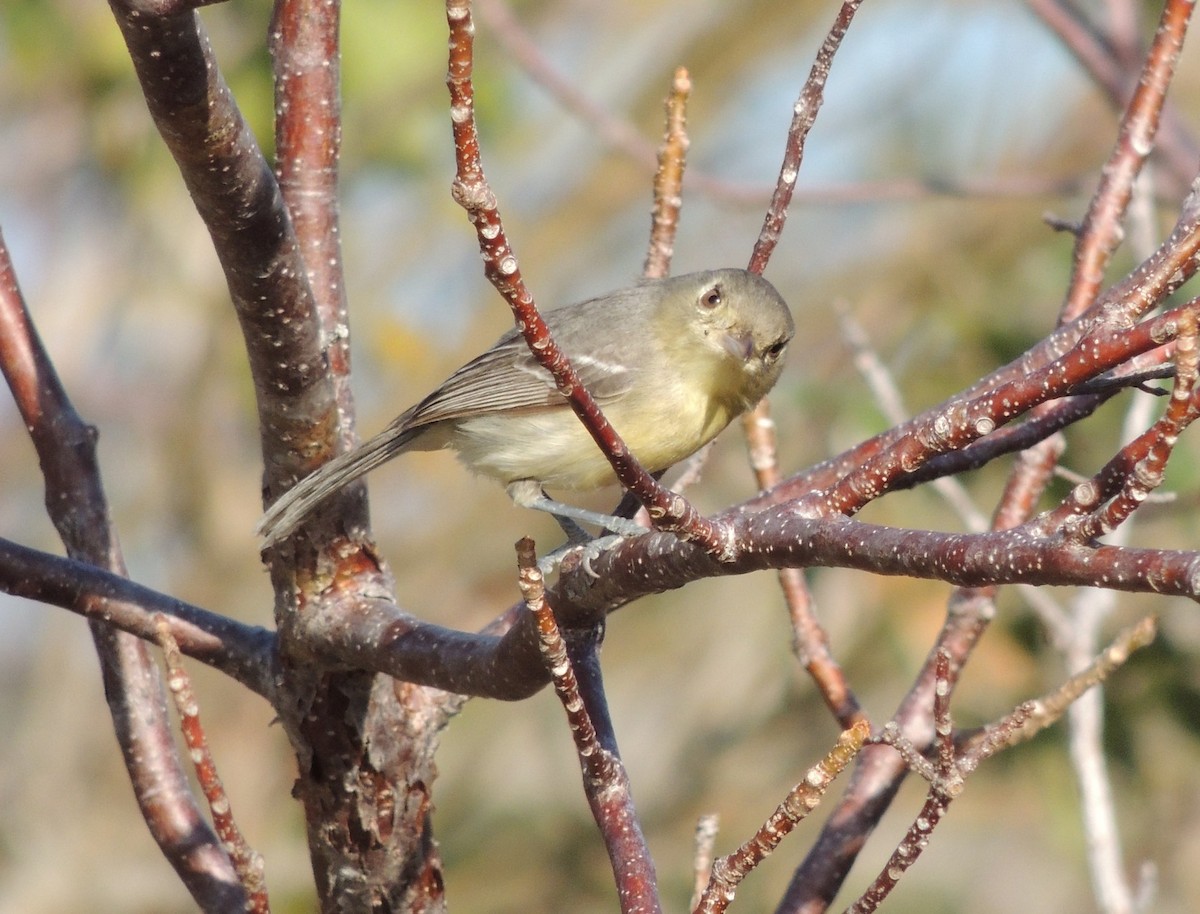 Cuban Vireo - ML205121131