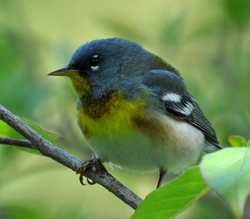 Northern Parula - ML205121401