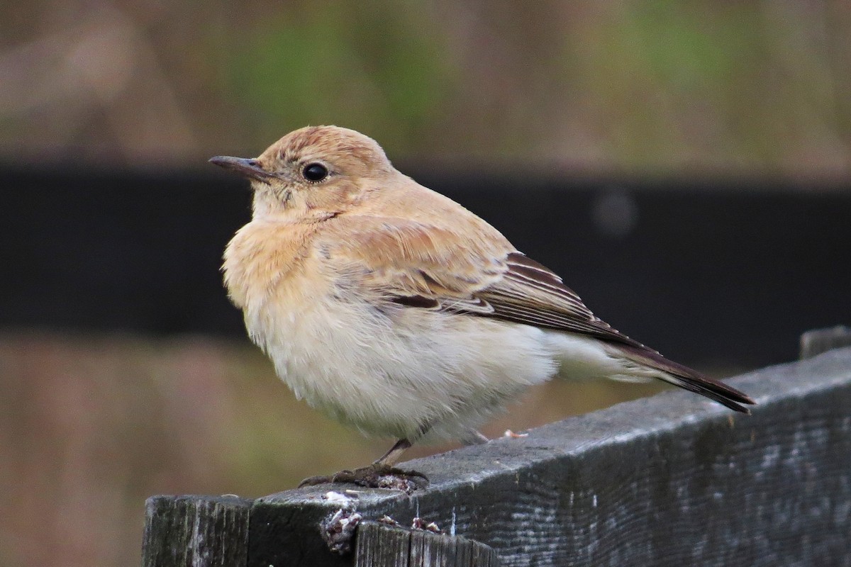 Western/Eastern Black-eared Wheatear - ML20512171