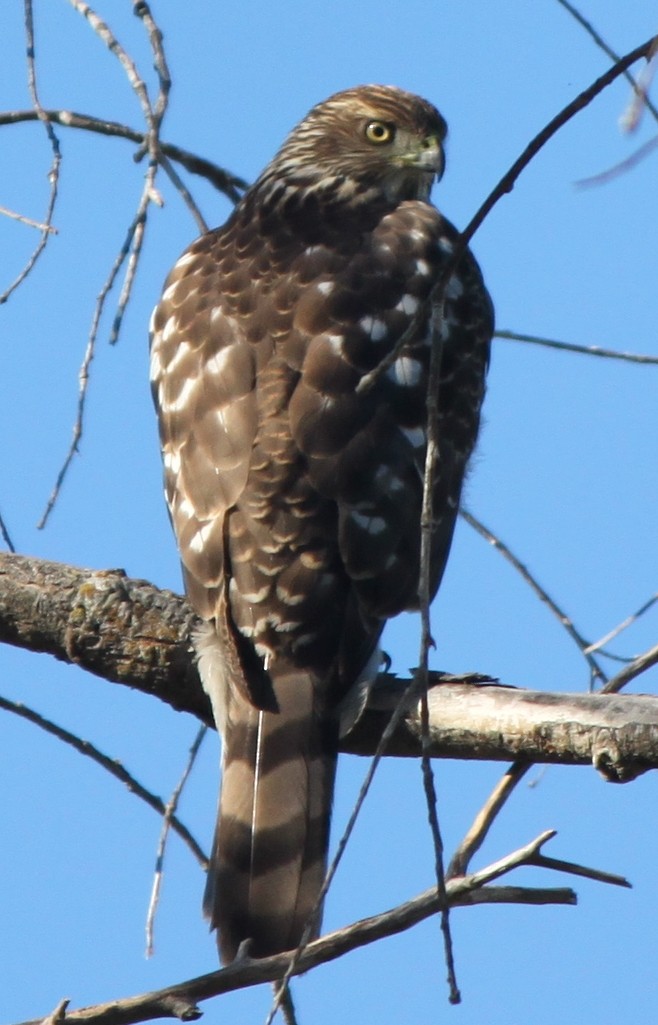 Cooper's Hawk - ML205122091