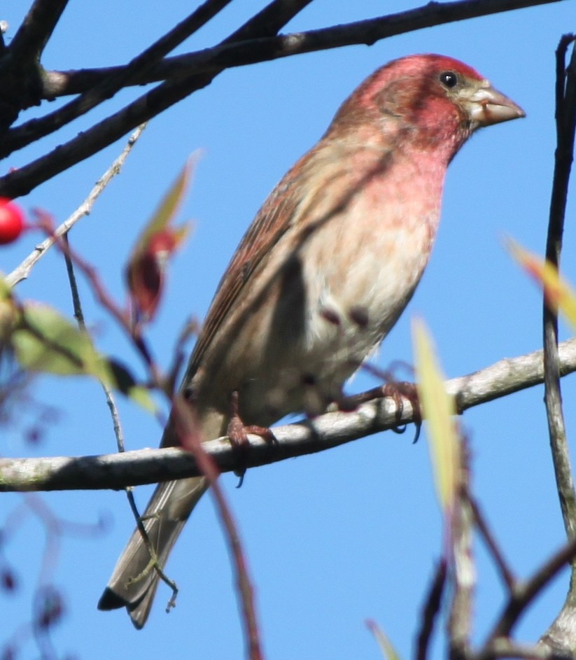 Purple Finch - ML205122131