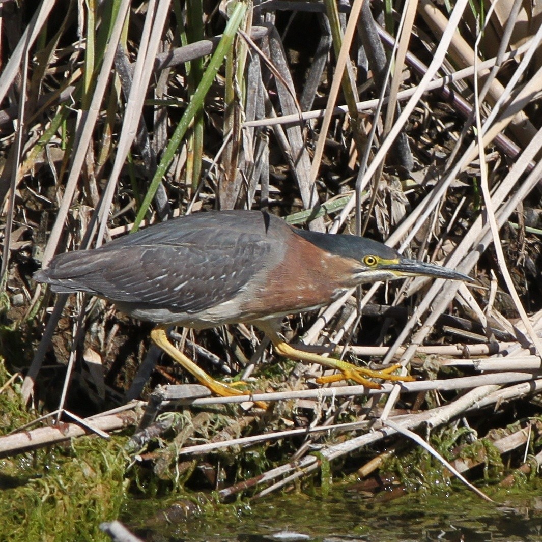 Green Heron (anthonyi) - Justin Watts