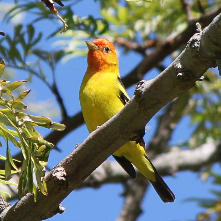 Western Tanager - Justin Watts