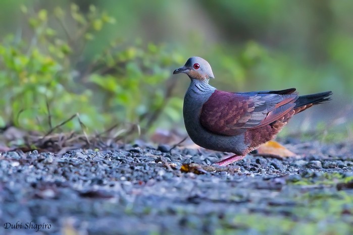Crested Quail-Dove - Dubi Shapiro