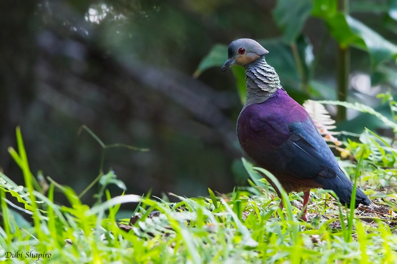 Crested Quail-Dove - Dubi Shapiro