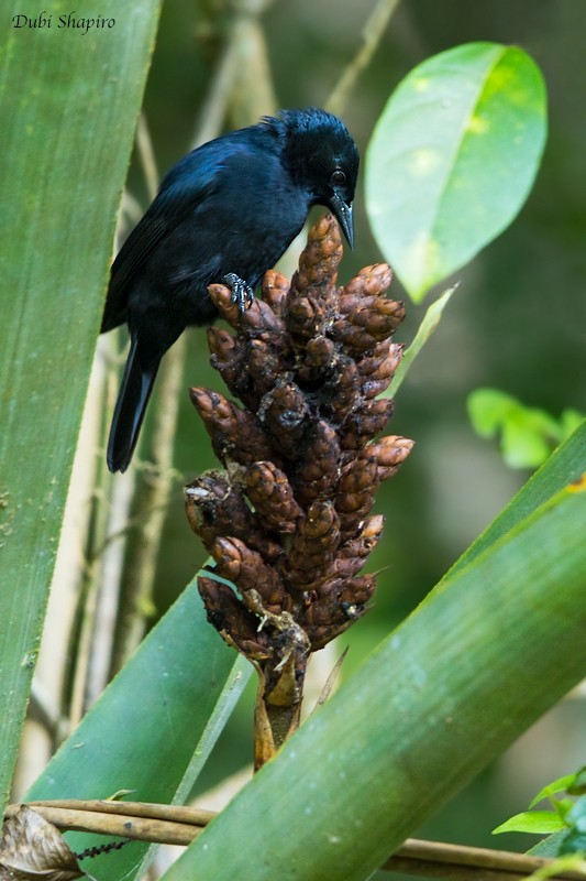 Jamaican Blackbird - ML205122521