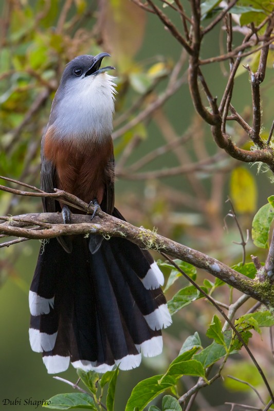 Chestnut-bellied Cuckoo - ML205122541