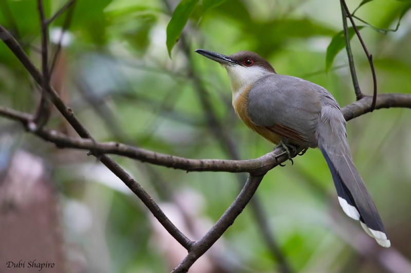 Jamaican Lizard-Cuckoo - ML205122591