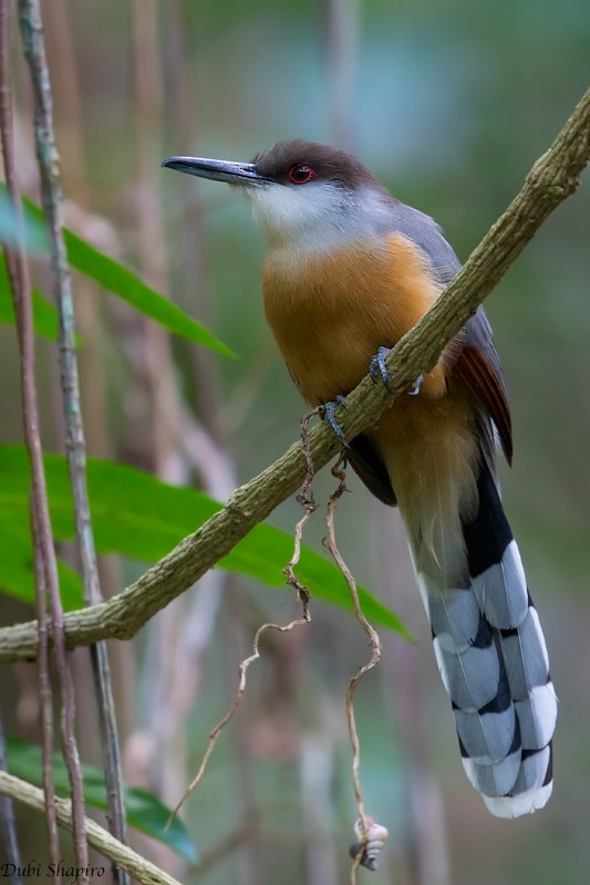 Jamaican Lizard-Cuckoo - ML205122601