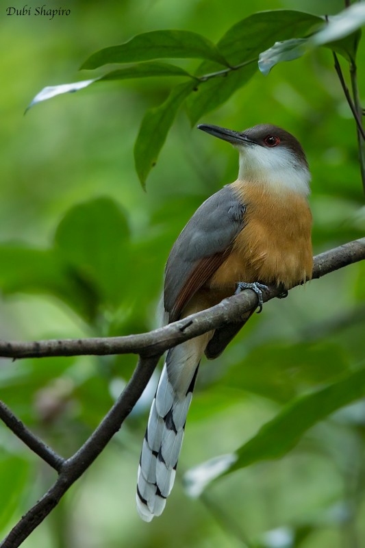 Jamaican Lizard-Cuckoo - ML205122611