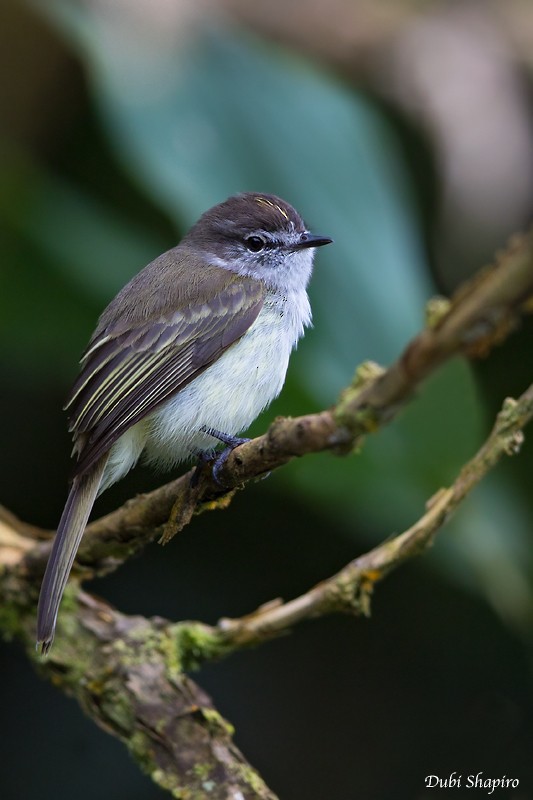 Jamaican Elaenia - Dubi Shapiro