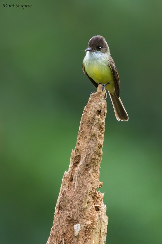 Sad Flycatcher - Dubi Shapiro