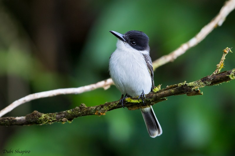 Tirano Guatíbere (grupo caudifasciatus) - ML205122681