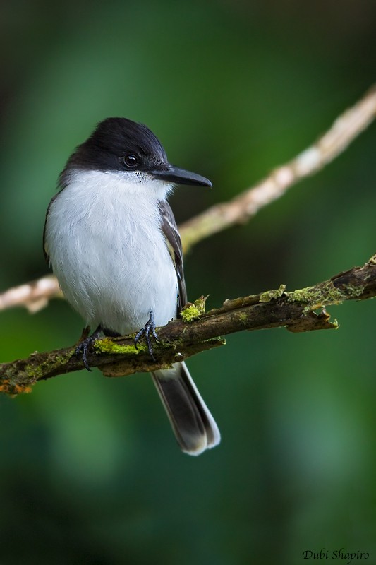 Tirano Guatíbere (grupo caudifasciatus) - ML205122691