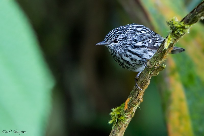 Arrowhead Warbler - Dubi Shapiro