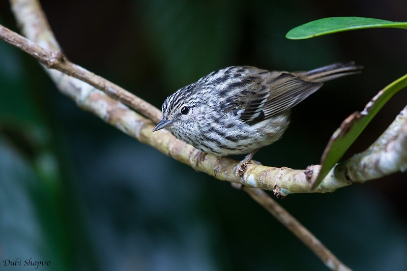 Arrowhead Warbler - Dubi Shapiro