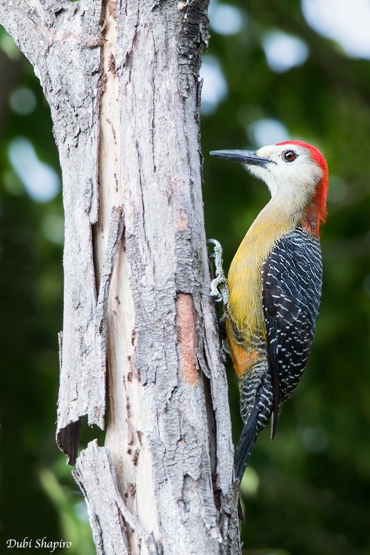 Jamaican Woodpecker - Dubi Shapiro