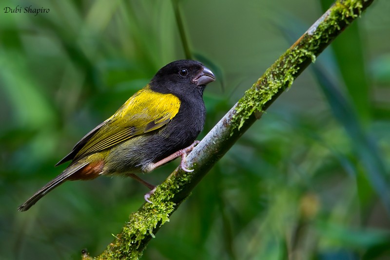 Yellow-shouldered Grassquit - ML205122851