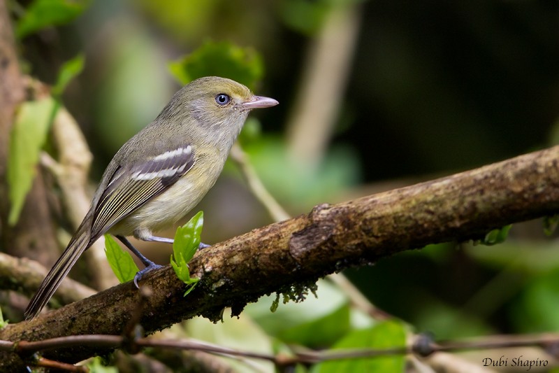 Jamaican Vireo - Dubi Shapiro