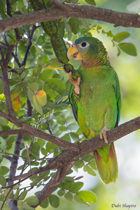 Yellow-billed Parrot - Dubi Shapiro