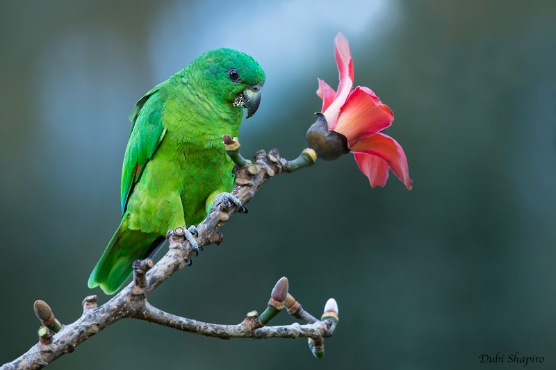 Black-billed Amazon - Dubi Shapiro