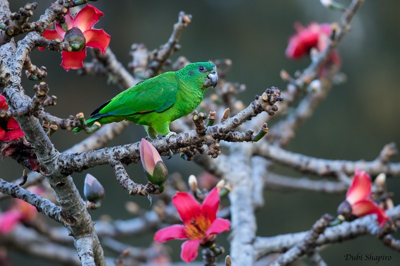 Black-billed Amazon - Dubi Shapiro