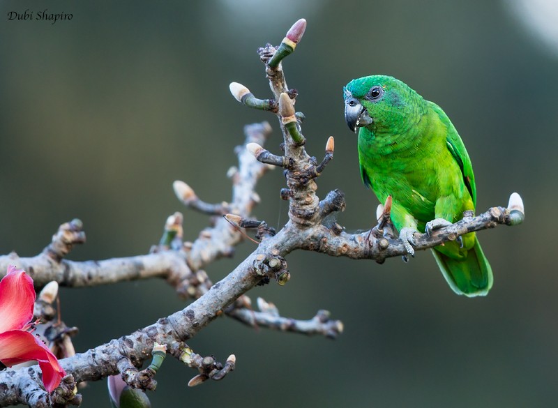 Black-billed Amazon - Dubi Shapiro