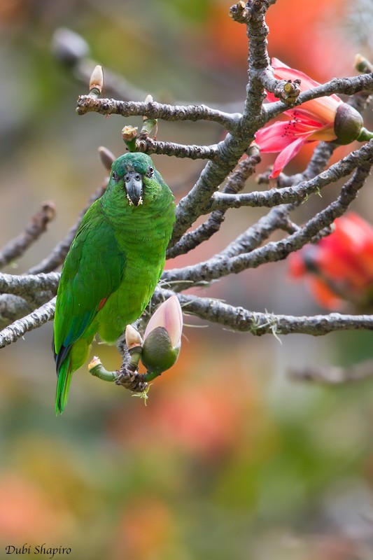 Black-billed Parrot - ML205122971