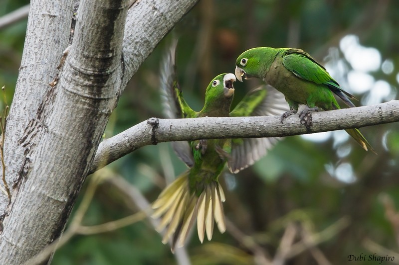 Olive-throated Parakeet (Jamaican) - Dubi Shapiro