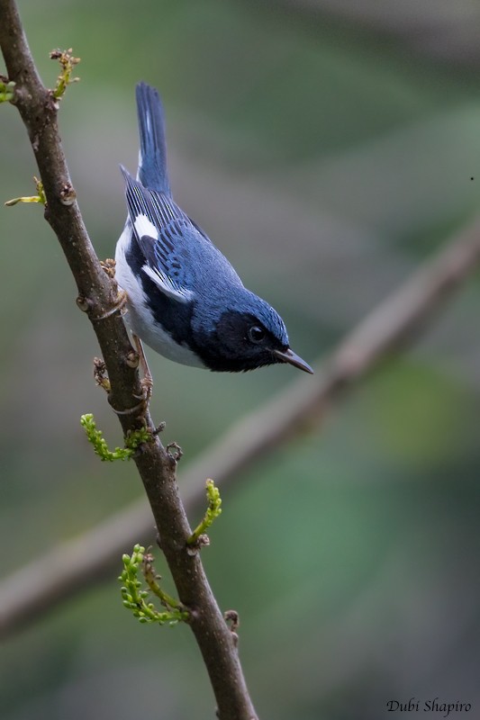 Black-throated Blue Warbler - ML205123031