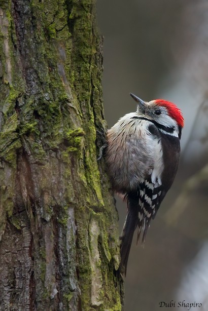 Middle Spotted Woodpecker - ML205123051