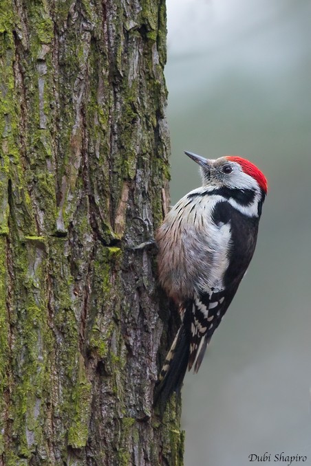Middle Spotted Woodpecker - ML205123061