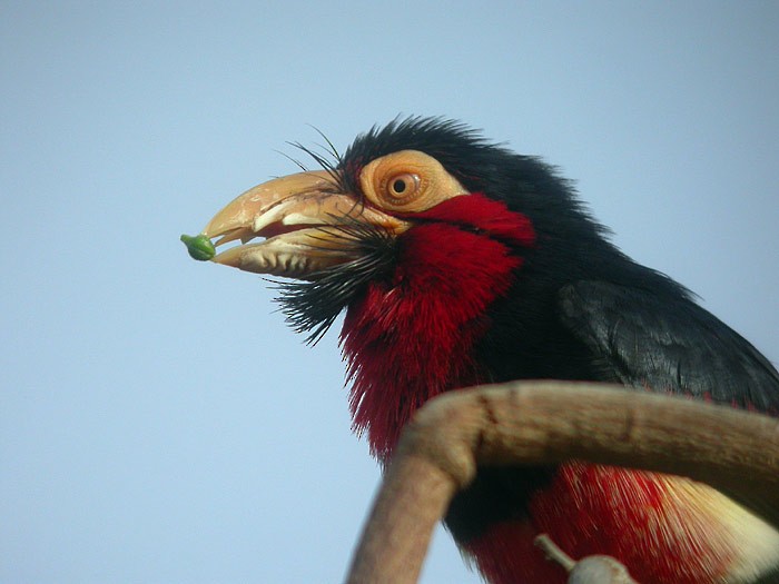 Bearded Barbet - Alain Fossé