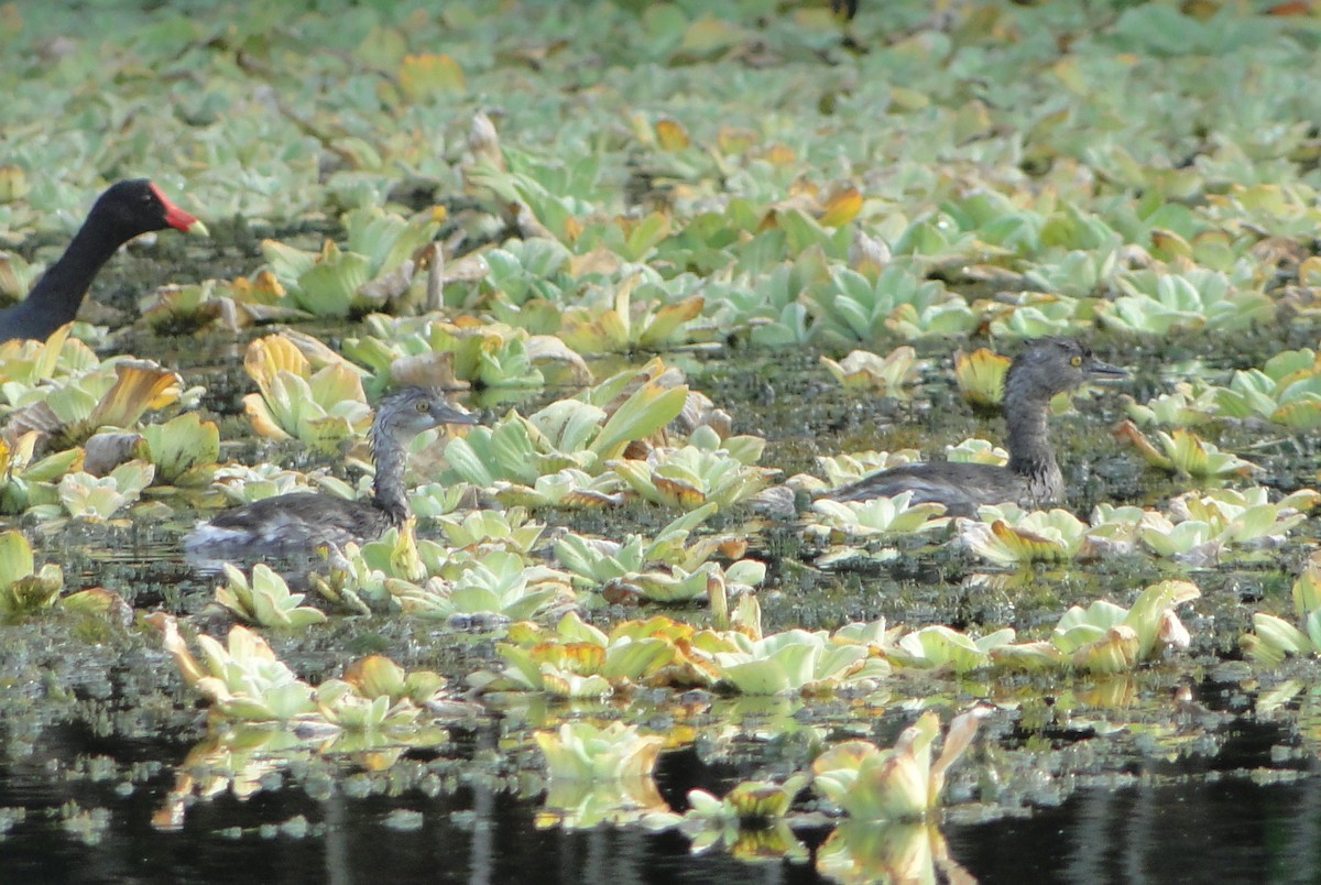 Least Grebe - ML205123831