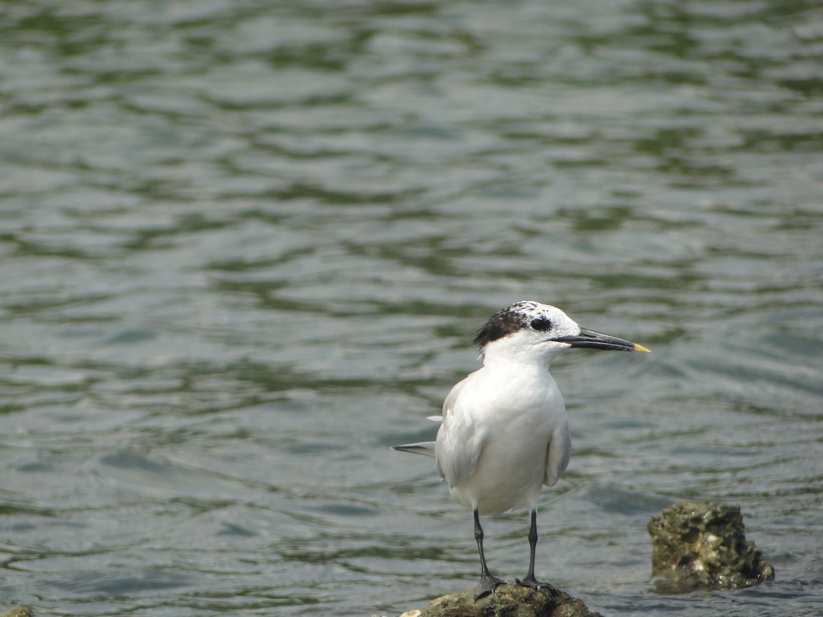 Sandwich Tern - Yanira Cifuentes Sarmiento