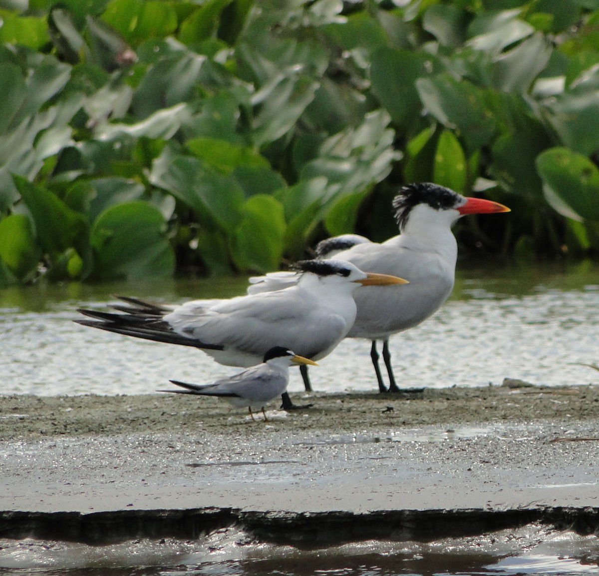 Yellow-billed Tern - ML205123981