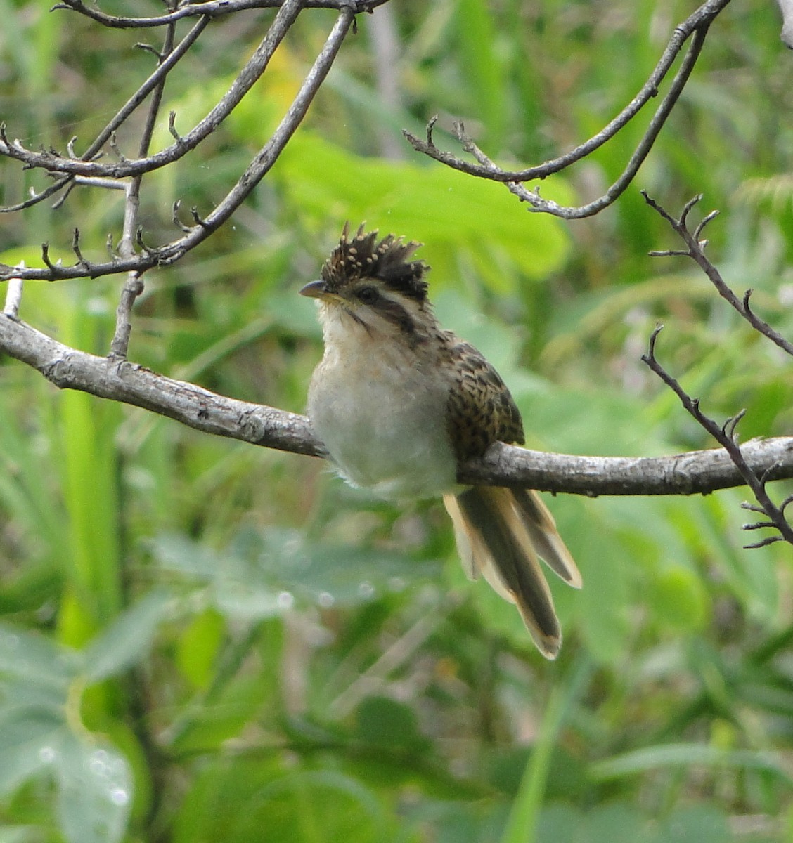 Striped Cuckoo - Yanira Cifuentes Sarmiento