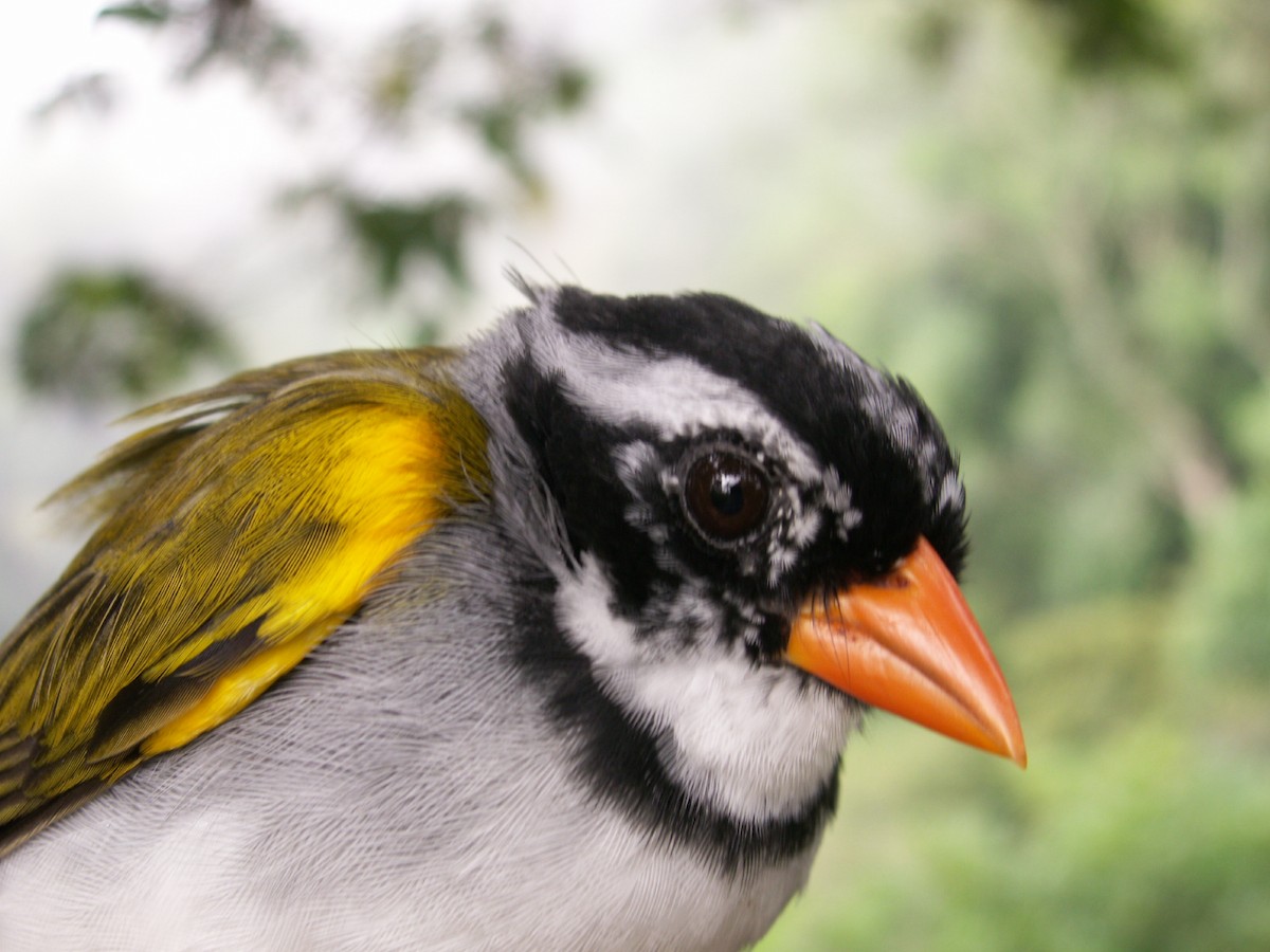 Orange-billed Sparrow - ML205124271